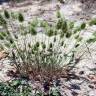 Fotografia 1 da espécie Trisetaria ovata do Jardim Botânico UTAD