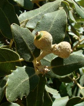 Fotografia 1 da espécie Quercus rotundifolia no Jardim Botânico UTAD