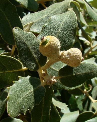 Fotografia de capa Quercus rotundifolia - do Jardim Botânico