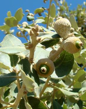 Fotografia 8 da espécie Quercus rotundifolia no Jardim Botânico UTAD