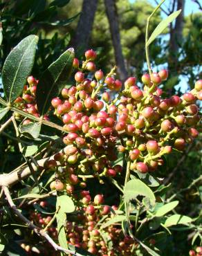 Fotografia 10 da espécie Pistacia lentiscus no Jardim Botânico UTAD