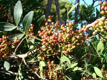 Fotografia da espécie Pistacia lentiscus