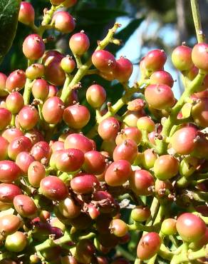 Fotografia 11 da espécie Pistacia lentiscus no Jardim Botânico UTAD