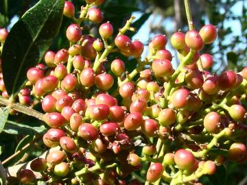 Fotografia da espécie Pistacia lentiscus