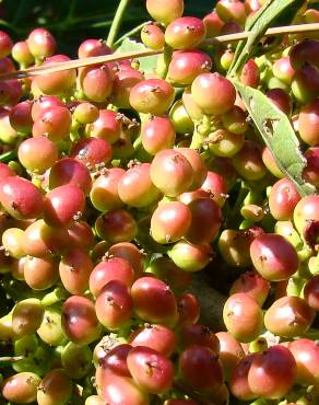 Fotografia 12 da espécie Pistacia lentiscus no Jardim Botânico UTAD