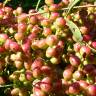 Fotografia 12 da espécie Pistacia lentiscus do Jardim Botânico UTAD