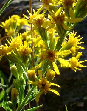 Fotografia 4 da espécie Solidago virgaurea no Jardim Botânico UTAD