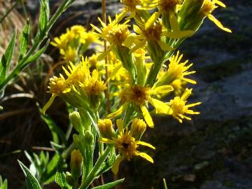 Fotografia da espécie Solidago virgaurea