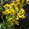 Fotografia 4 da espécie Solidago virgaurea do Jardim Botânico UTAD