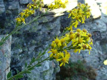 Fotografia da espécie Solidago virgaurea