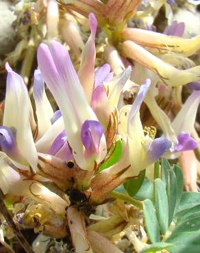 Fotografia 1 da espécie Astragalus schizopterus no Jardim Botânico UTAD