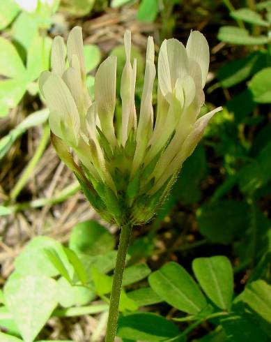 Fotografia de capa Trifolium clypeatum - do Jardim Botânico