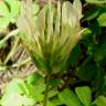 Fotografia 1 da espécie Trifolium clypeatum do Jardim Botânico UTAD