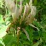 Fotografia 2 da espécie Trifolium clypeatum do Jardim Botânico UTAD