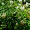 Fotografia 3 da espécie Trifolium clypeatum do Jardim Botânico UTAD