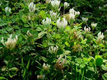Fotografia da espécie Trifolium clypeatum
