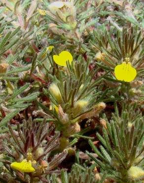 Fotografia 1 da espécie Ajuga chamaepitys no Jardim Botânico UTAD