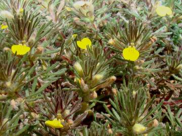 Fotografia da espécie Ajuga chamaepitys