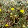 Fotografia 1 da espécie Ajuga chamaepitys do Jardim Botânico UTAD