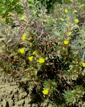 Fotografia 3 da espécie Ajuga chamaepitys no Jardim Botânico UTAD