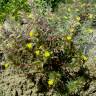 Fotografia 3 da espécie Ajuga chamaepitys do Jardim Botânico UTAD