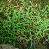 Fotografia 3 da espécie Selaginella denticulata do Jardim Botânico UTAD