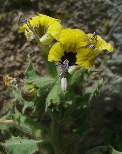 Fotografia de capa Hyoscyamus aureus - do Jardim Botânico