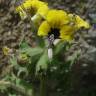 Fotografia 1 da espécie Hyoscyamus aureus do Jardim Botânico UTAD