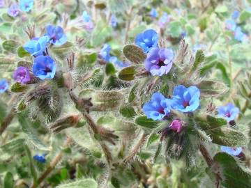 Fotografia da espécie Buglossoides arvensis subesp. arvensis