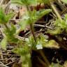 Fotografia 5 da espécie Sideritis curvidens do Jardim Botânico UTAD