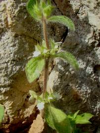 Fotografia da espécie Sideritis curvidens