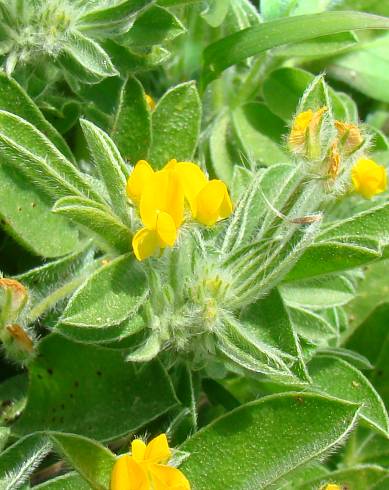 Fotografia de capa Hymenocarpos circinnatus - do Jardim Botânico