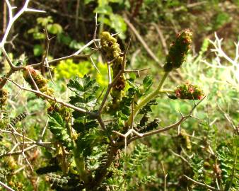 Fotografia da espécie Sarcopoterium spinosum