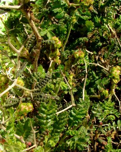 Fotografia de capa Sarcopoterium spinosum - do Jardim Botânico