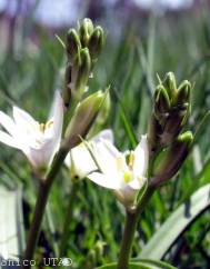 Ornithogalum broteri