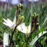 Fotografia 1 da espécie Ornithogalum broteri do Jardim Botânico UTAD