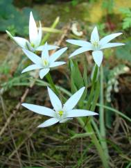 Ornithogalum divergens