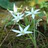 Fotografia 1 da espécie Ornithogalum divergens do Jardim Botânico UTAD