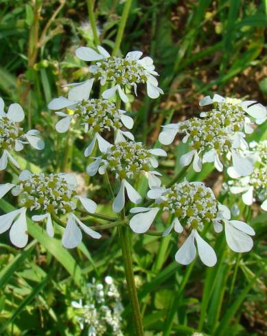 Fotografia de capa Tordylium apulum - do Jardim Botânico