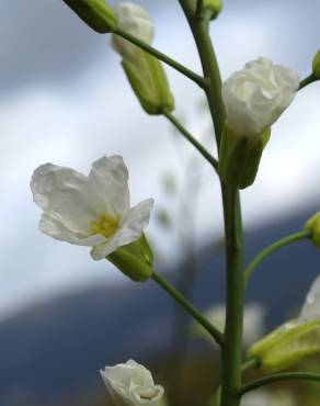 Fotografia 5 da espécie Brassica oleracea no Jardim Botânico UTAD