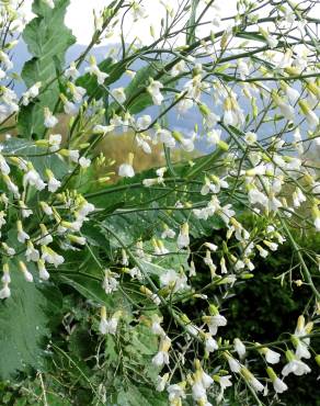 Fotografia 6 da espécie Brassica oleracea no Jardim Botânico UTAD