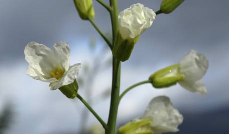 Fotografia da espécie Brassica oleracea