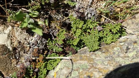 Fotografia da espécie Cheilanthes hispanica