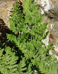 Cheilanthes hispanica