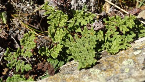 Fotografia da espécie Cheilanthes hispanica