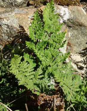 Fotografia 7 da espécie Cheilanthes hispanica no Jardim Botânico UTAD