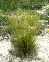 Stipa juncea