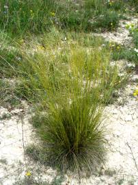 Fotografia da espécie Stipa juncea