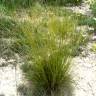 Fotografia 1 da espécie Stipa juncea do Jardim Botânico UTAD