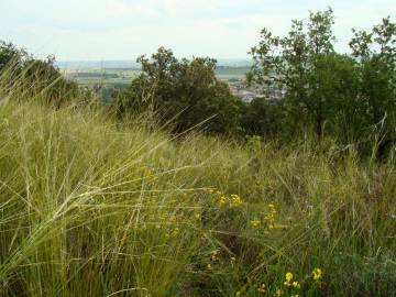 Fotografia da espécie Stipa juncea